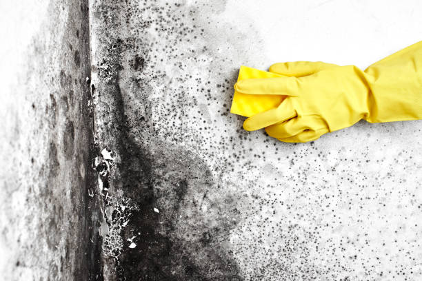 Best Commercial Mold Removal  in Mono Vista, CA