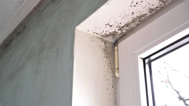 Home Mold Removal in Mono Vista, CA