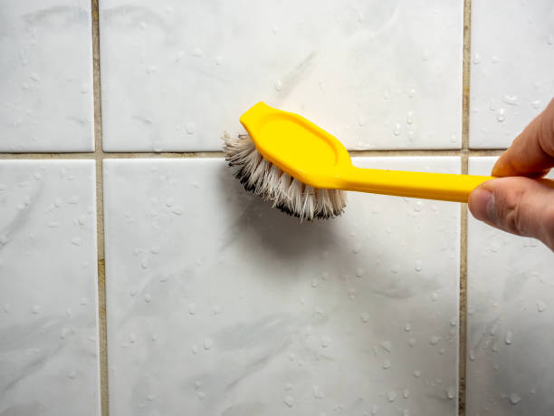 Mono Vista, CA Mold Removal Company