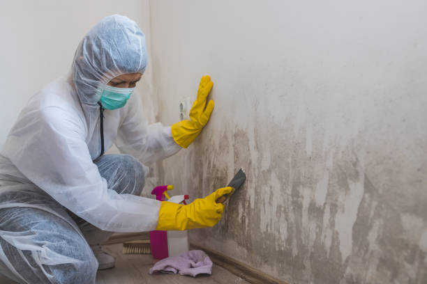 Best Attic Mold Removal  in Mono Vista, CA