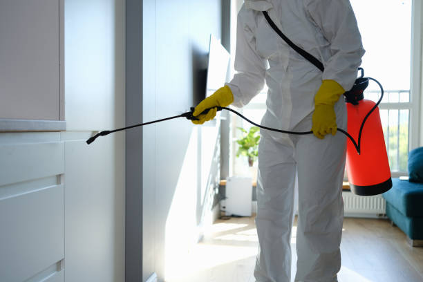 Best Black Mold Removal  in Mono Vista, CA