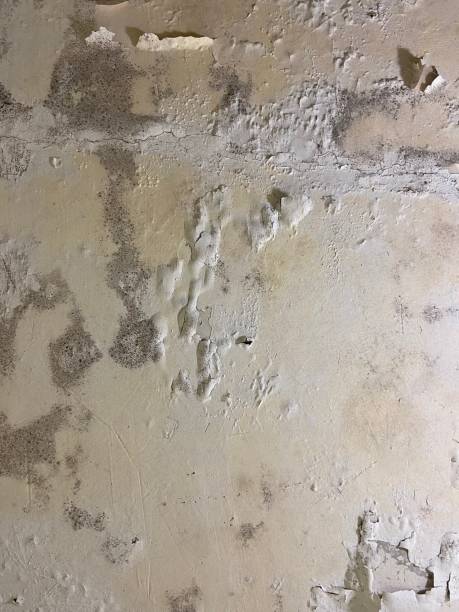 Best Mold Testing  in Mono Vista, CA