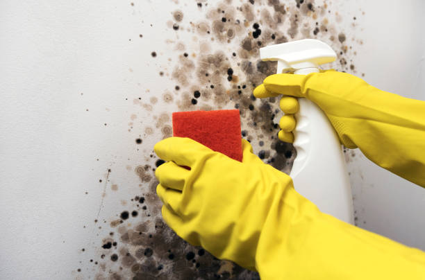 Best Mold Cleaning Services  in Mono Vista, CA