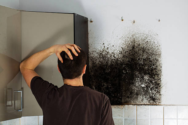 Best Professional Mold Removal  in Mono Vista, CA